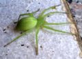 Micrommata virescens